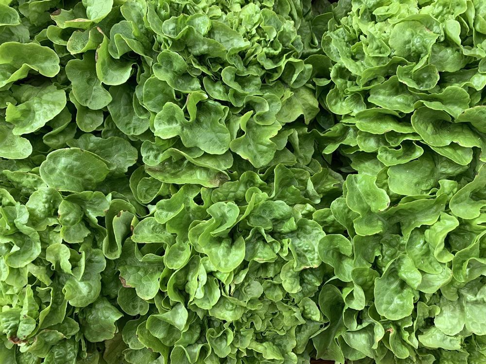 Lettuce Oakleaf - Green (Lincolnshire, UK)