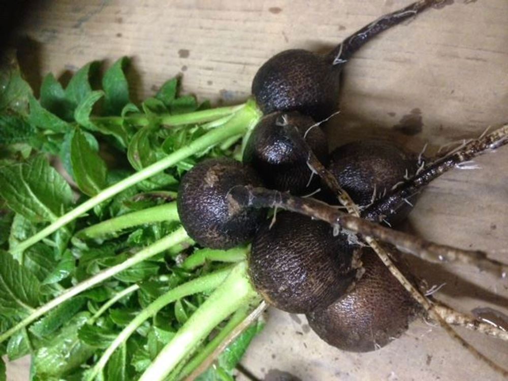 Radish- Black Spanish