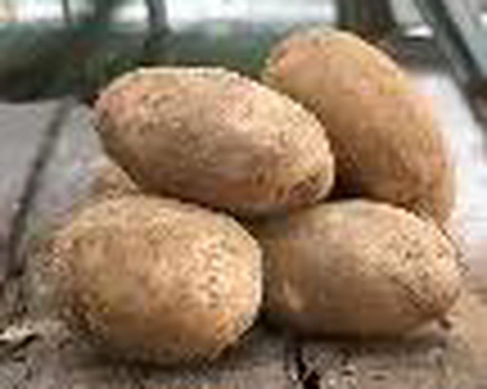 potato. Cara