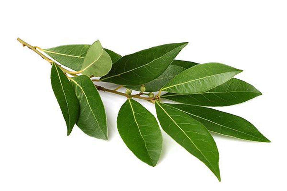 Herbs: Bay Leaf