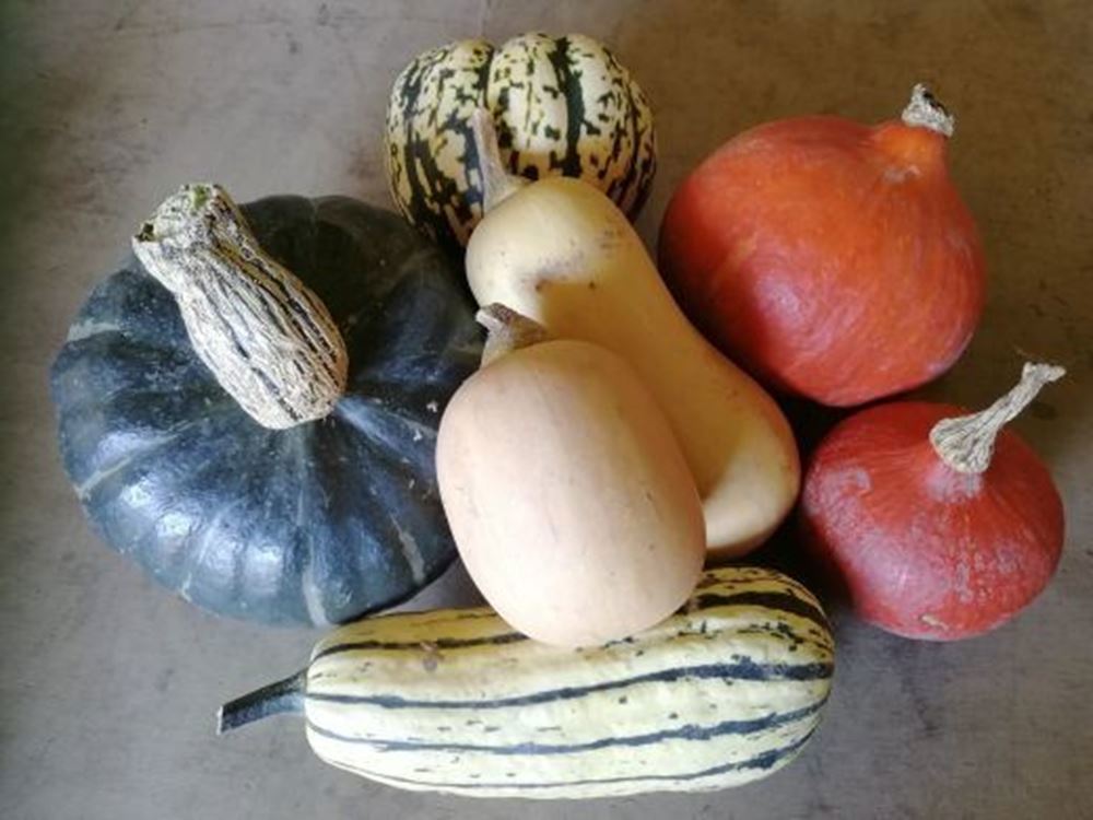 Squash Box- 5kg