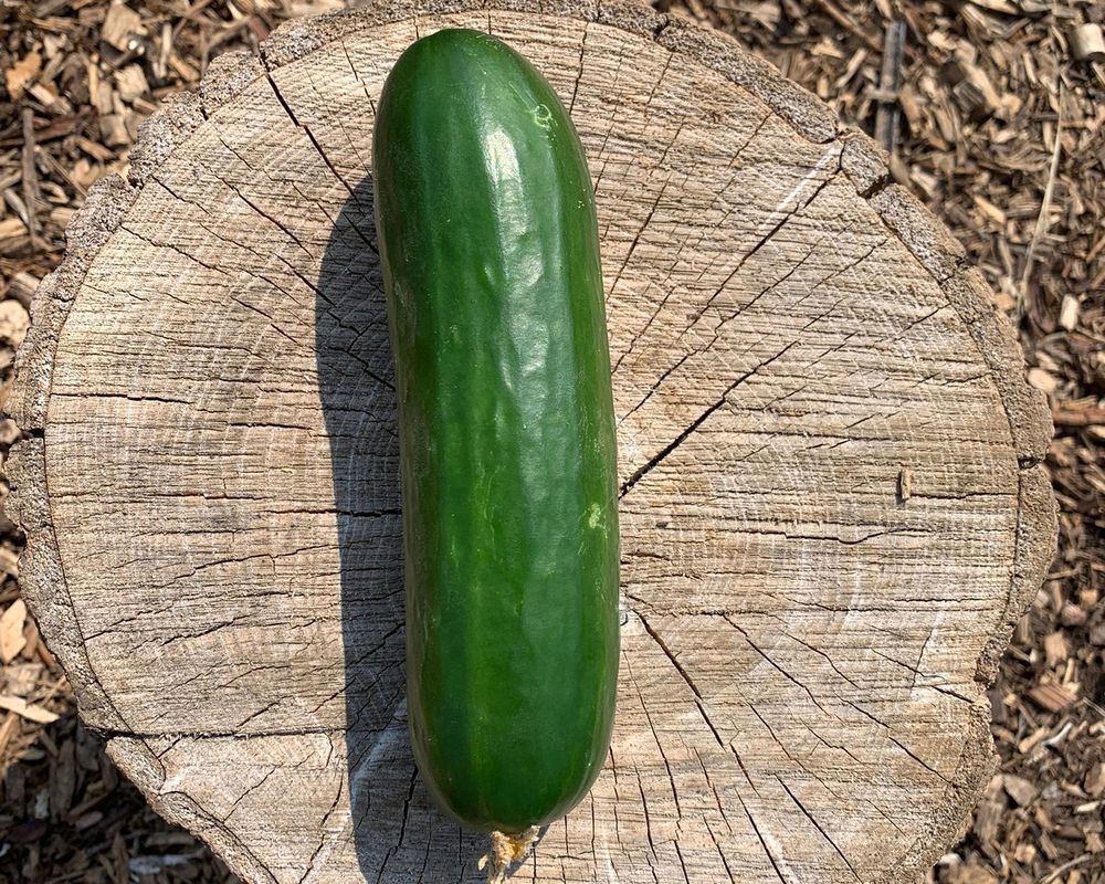 Cucumber
