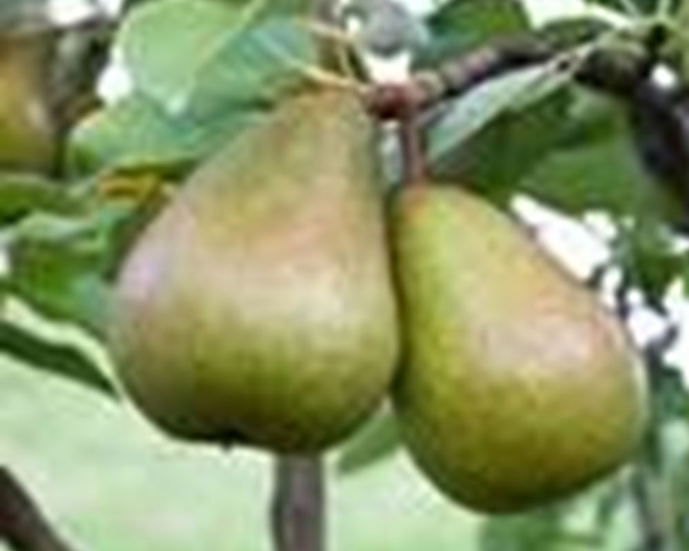 Pear - Black Worcester (cooking)