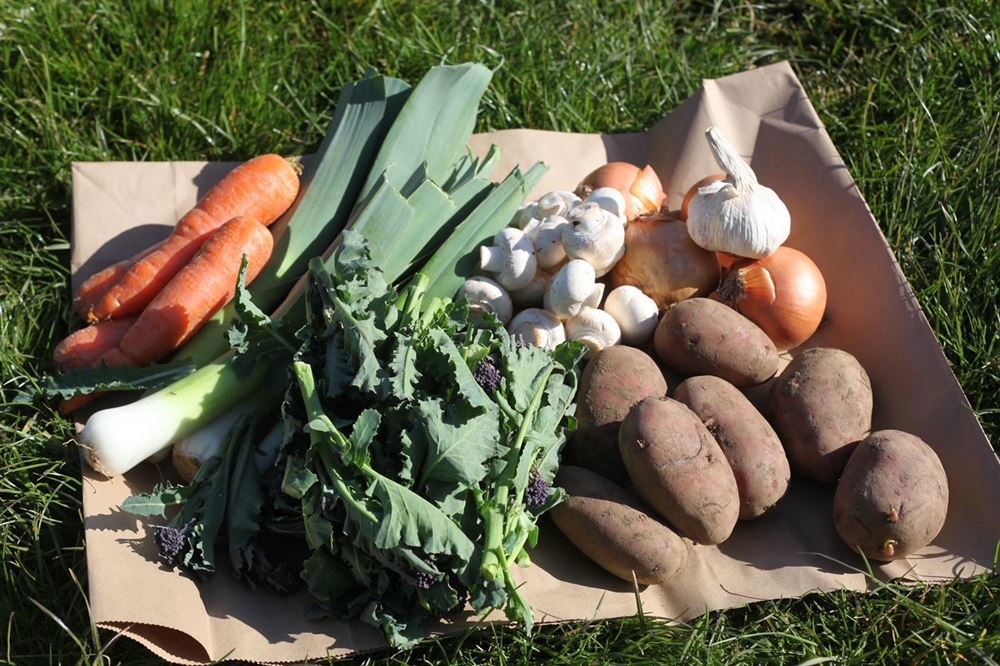 Standard Organic Veg Boxes