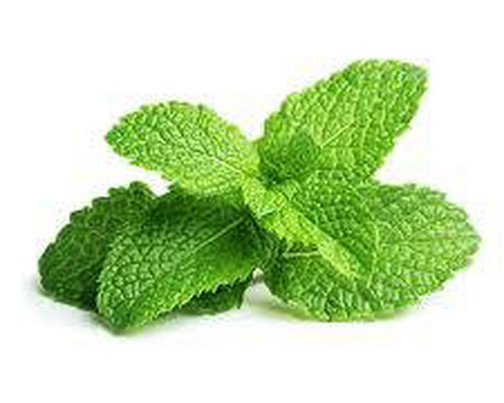Mint, garden