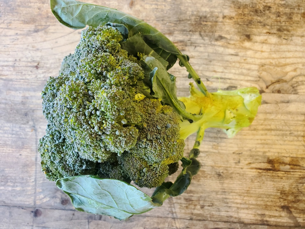 Broccoli - Calabrese