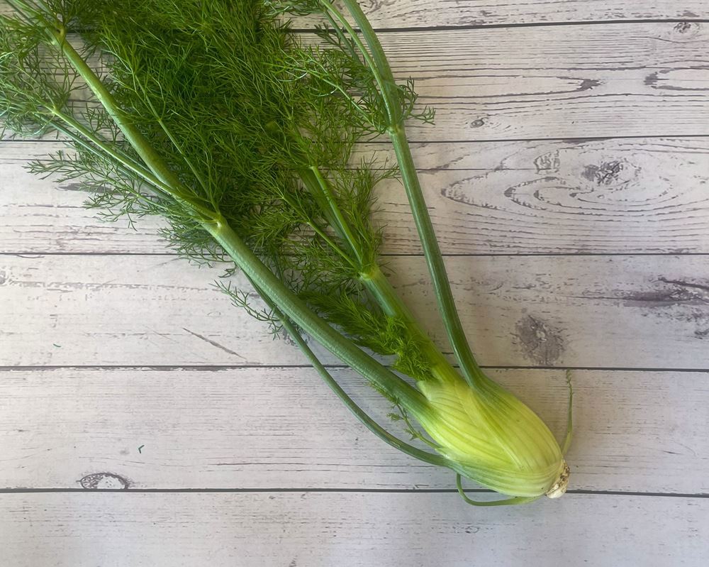 Fennel