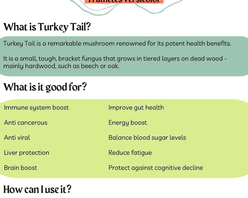 Turkey Tail Tincture (50ml)