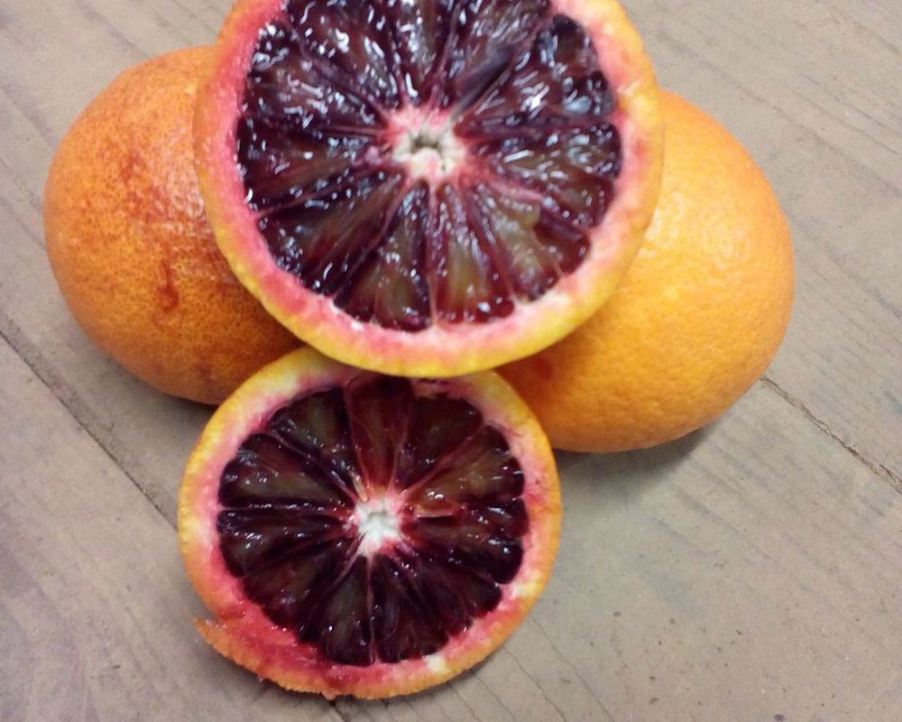 Citrus- Blood Oranges