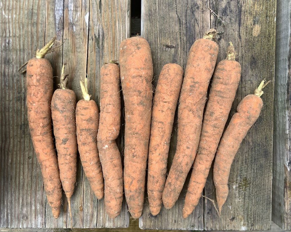 Carrots (500g)