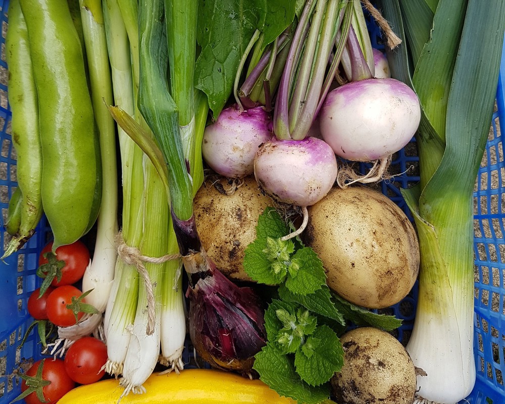 Medium Veg Box