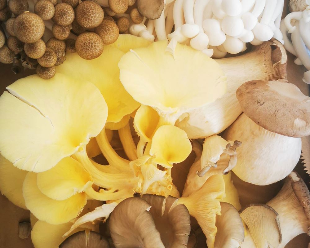 Fresh Mushroom Gourmet Mix Organic