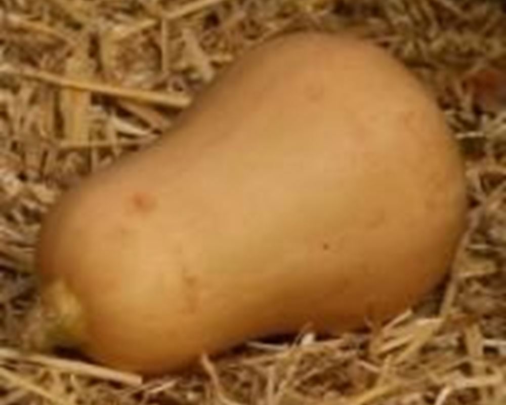 Squash - Butternut (x1)