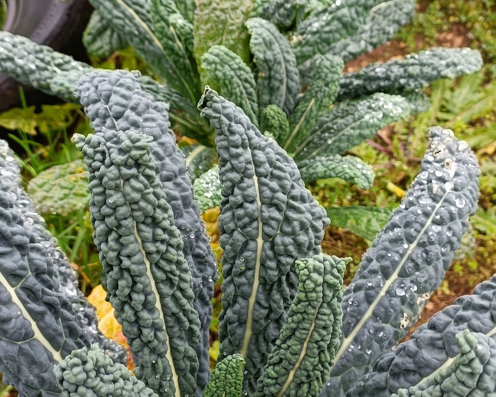 Cavolo Nero Kale