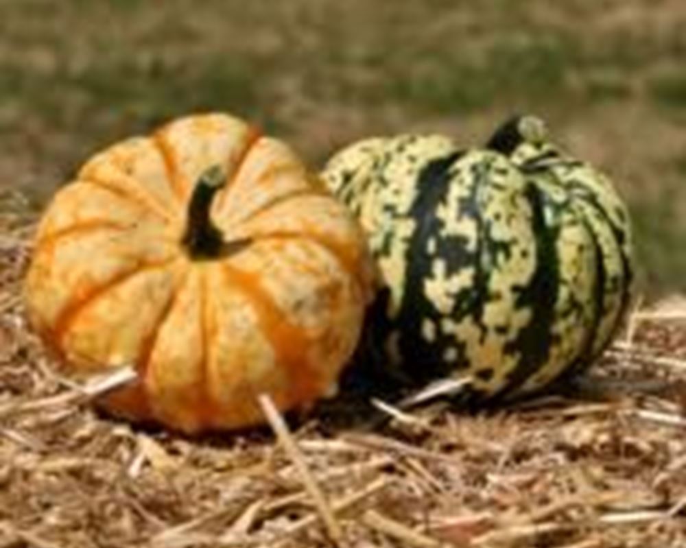 Squash - Harlequin Organic