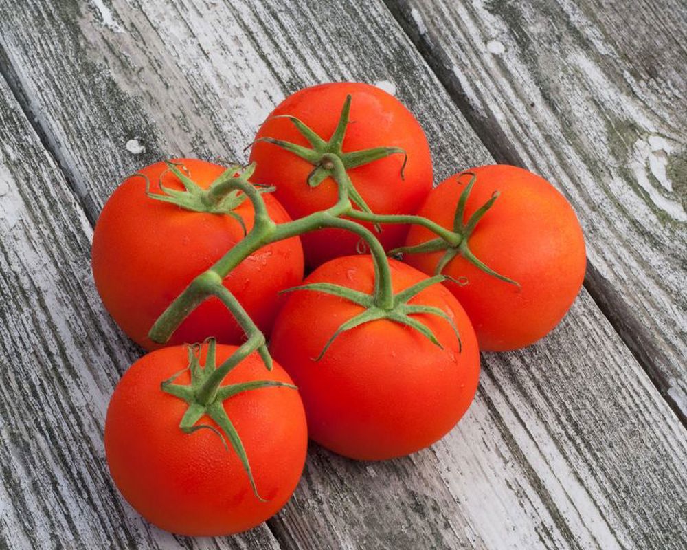 Tomatoes Vine