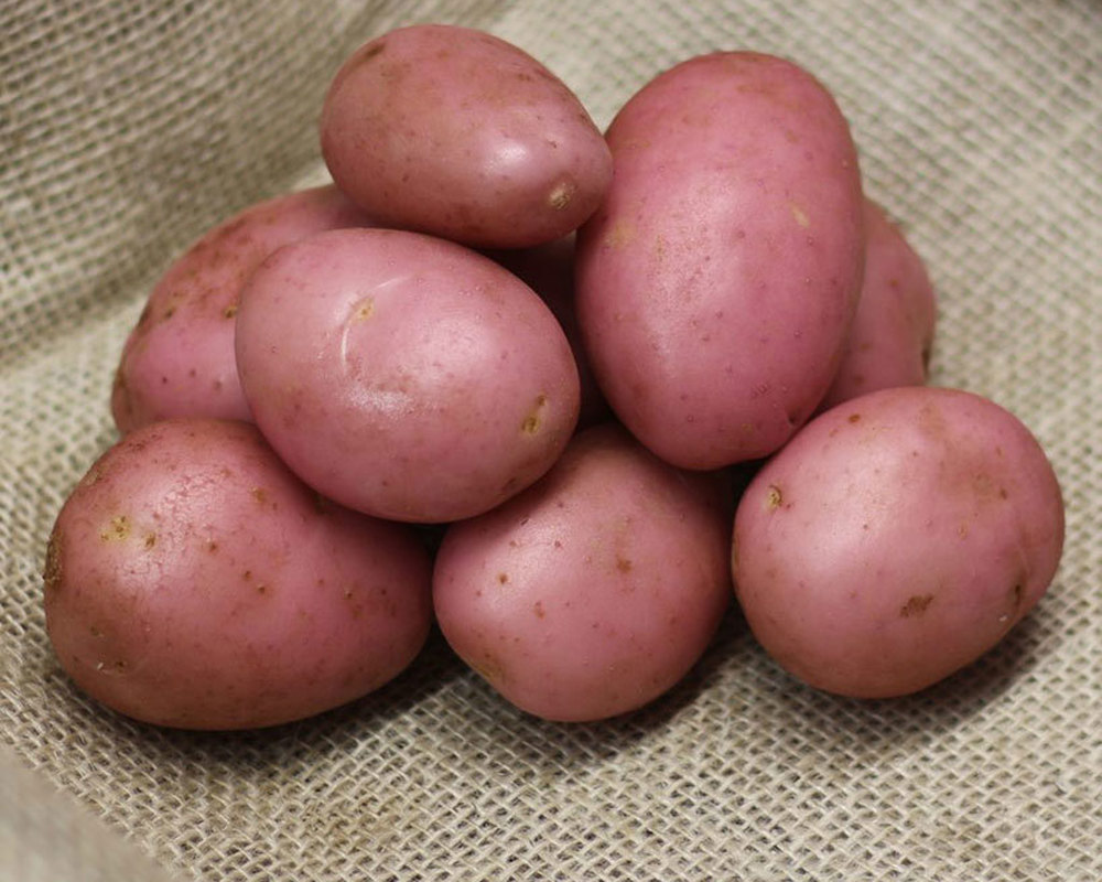 Potato: Sunset (Red) 3kg