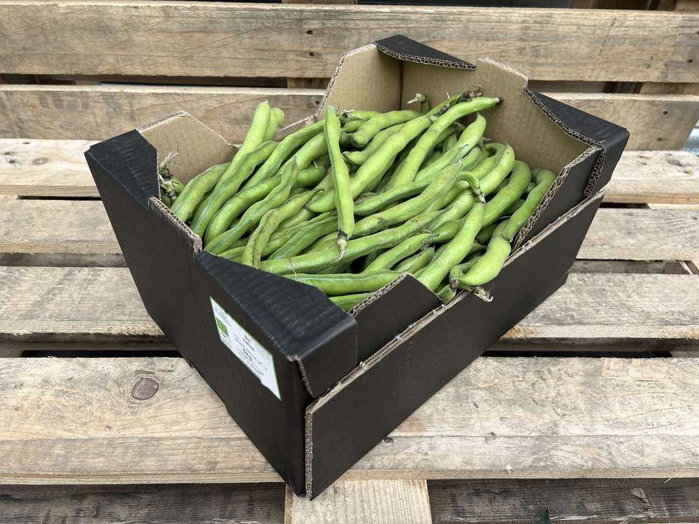 Organic Broad Beans