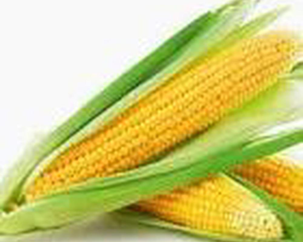 Sweetcorn Organic