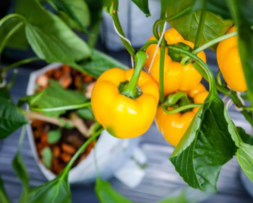 Yellow Pepper