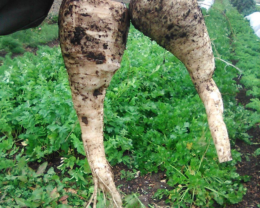Parsnips 1kg