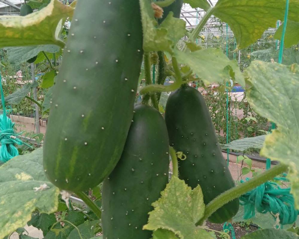 Cucumber