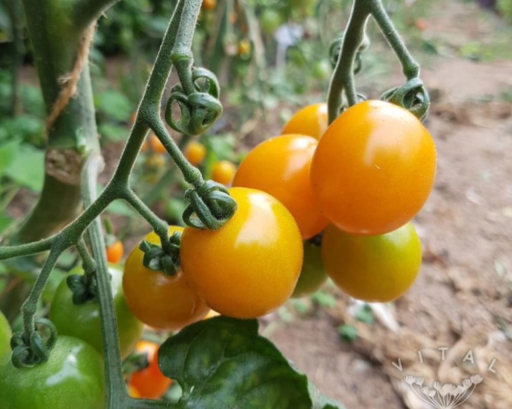 Tomato (Santium Sunrise)