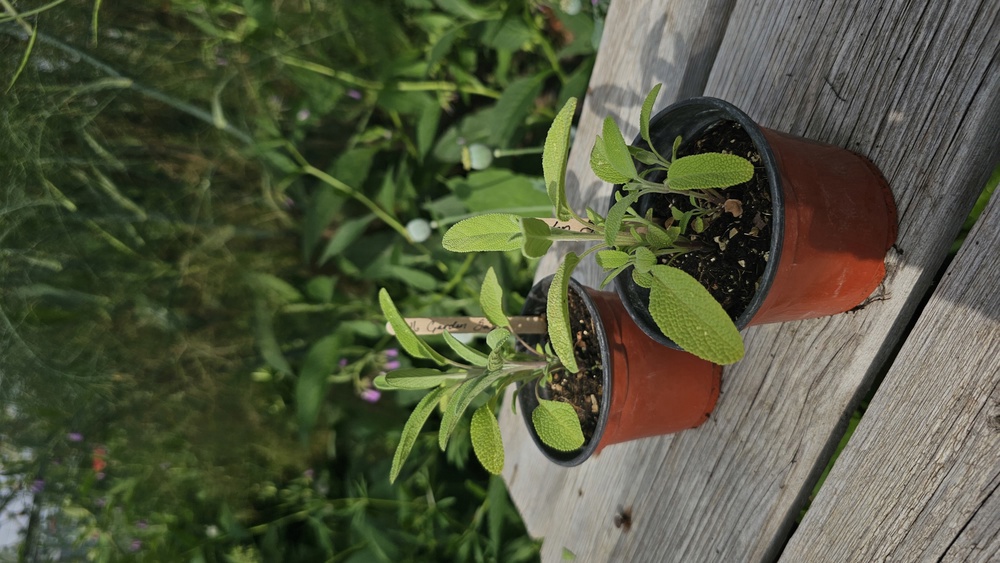 ( Potted x1) Garden Sage - Large (Own Grown)