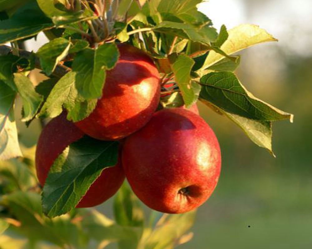 Apples (Eating)