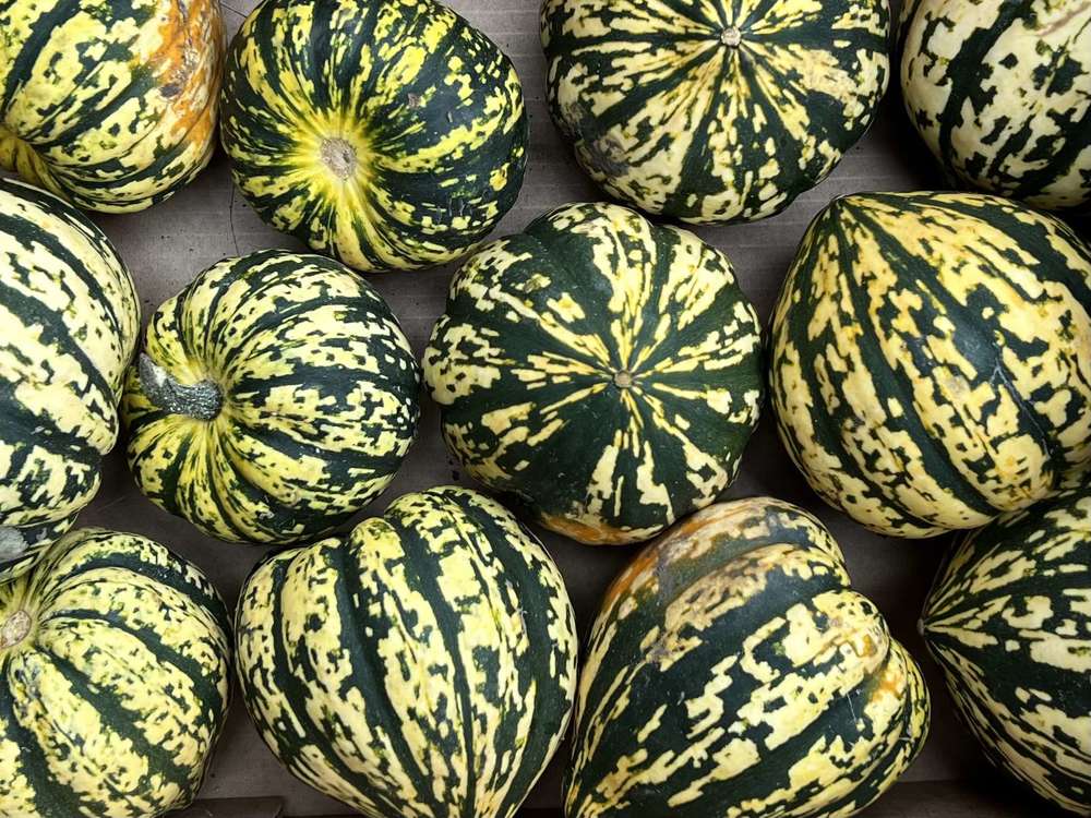 Squash: Harlequin