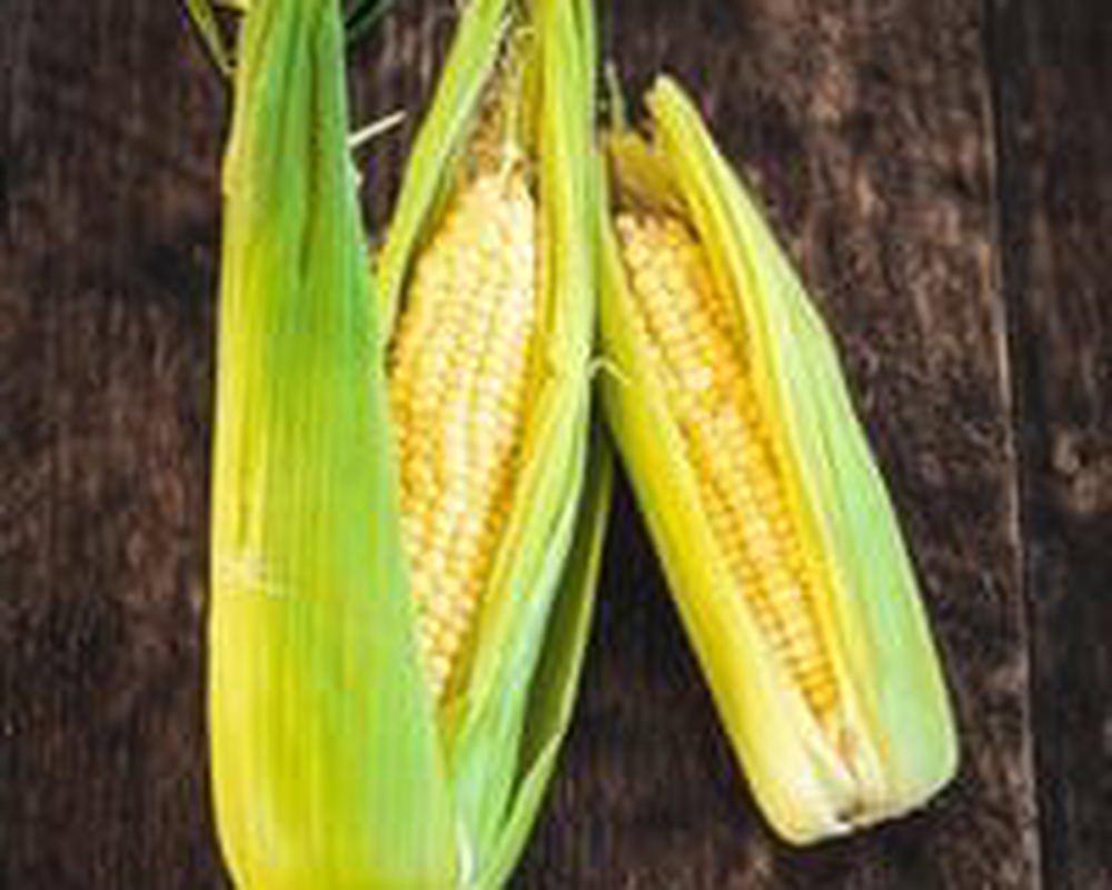 Sweetcorn on the cob