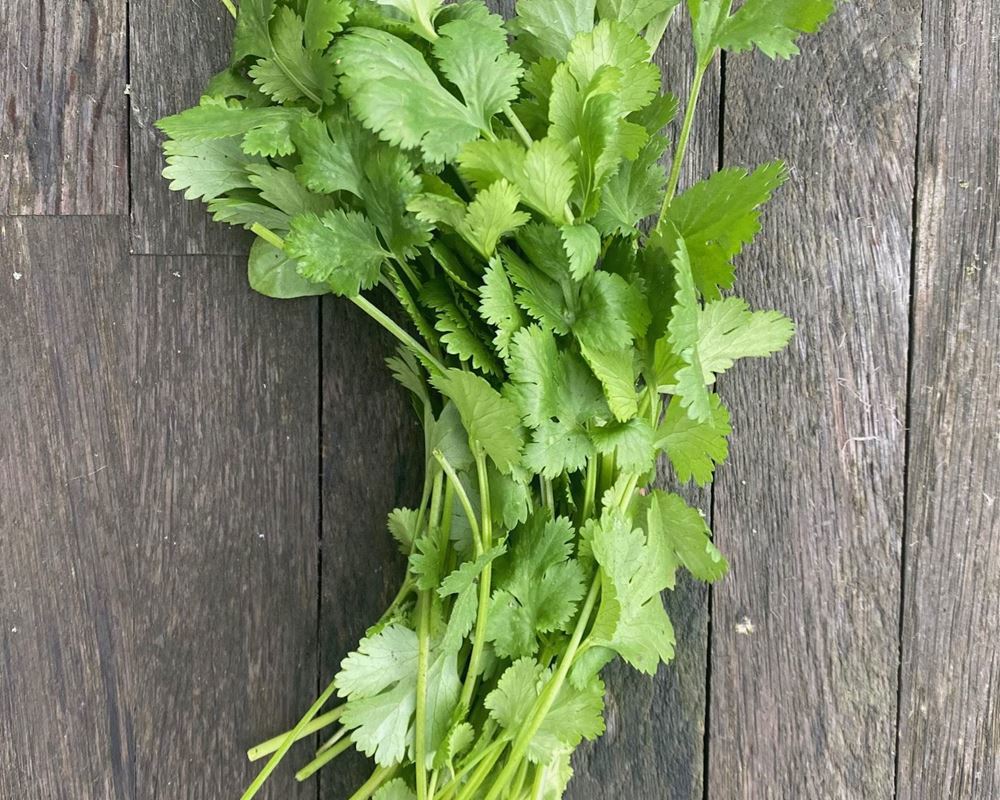 Coriander (bunch)