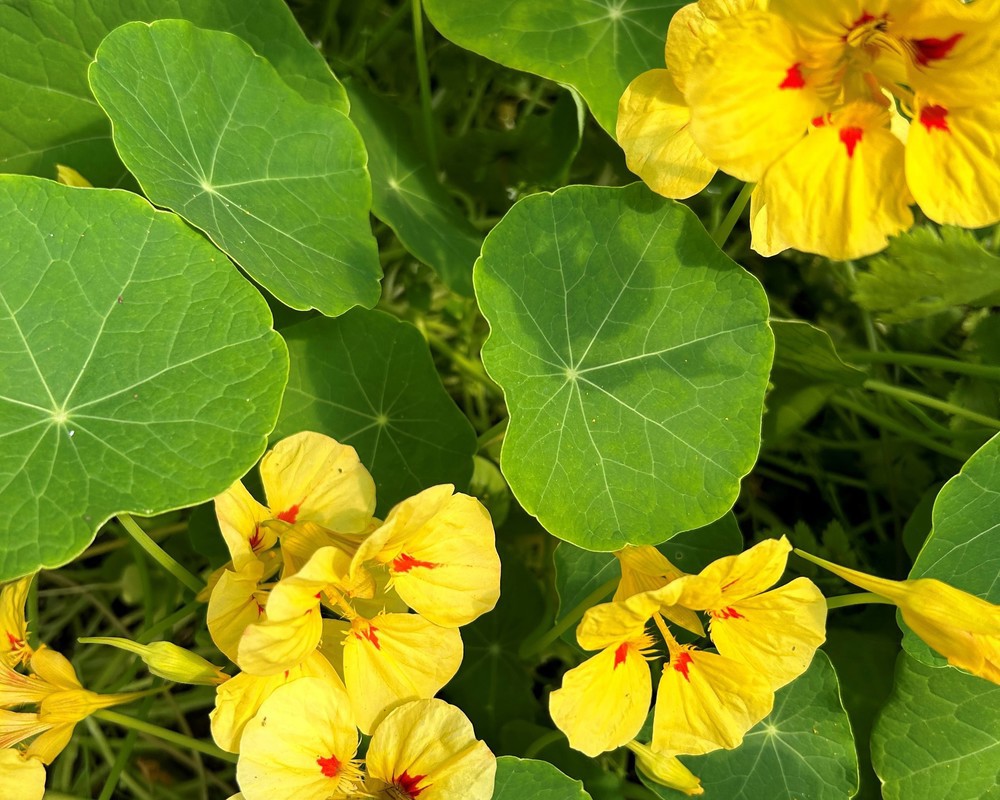 Edible Nasturtium Flower Punnet