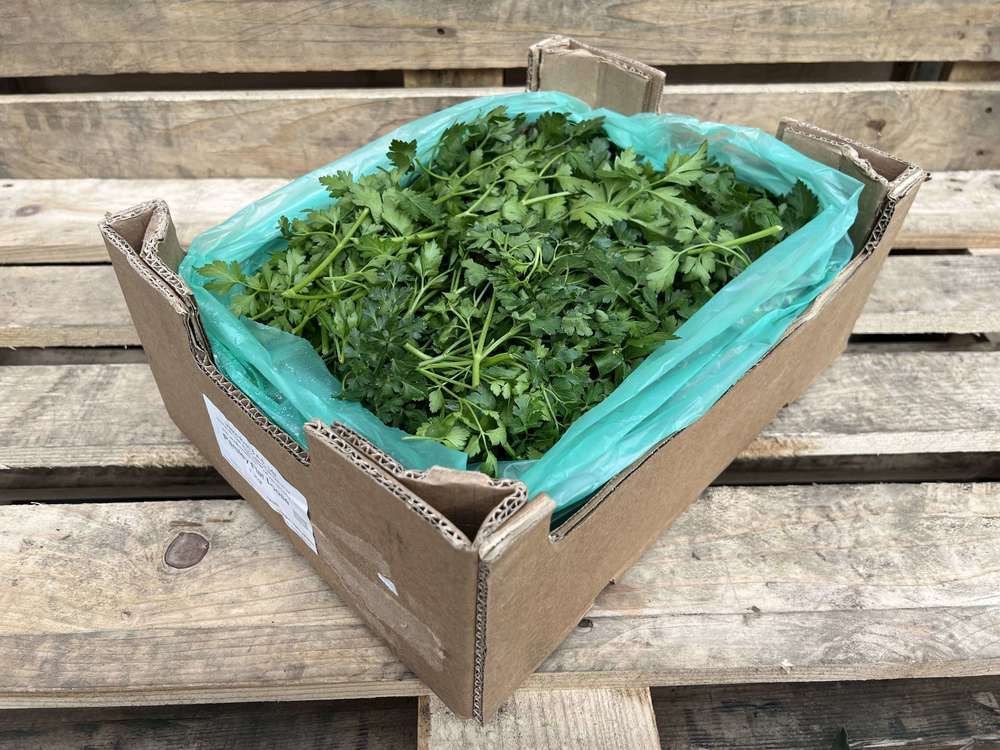 Organic Parsley Flat Loose