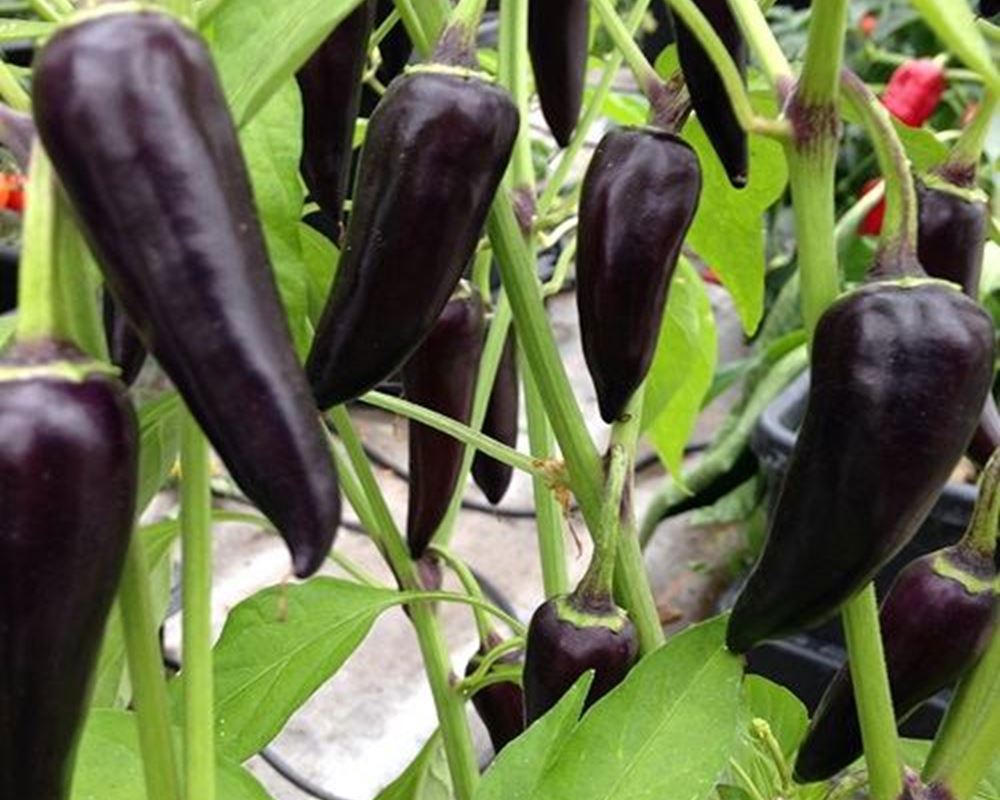 Chilli Pepper- Purple Gusto