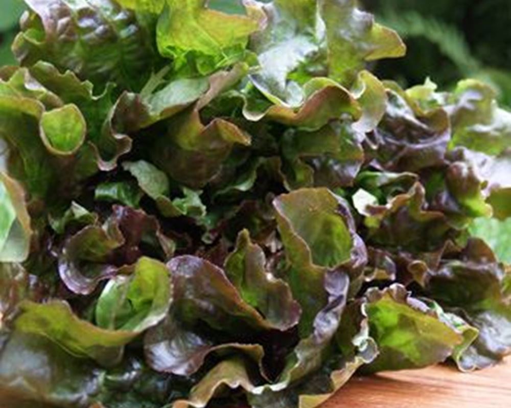 Lettuce Batavia - Red (Yorkshire)