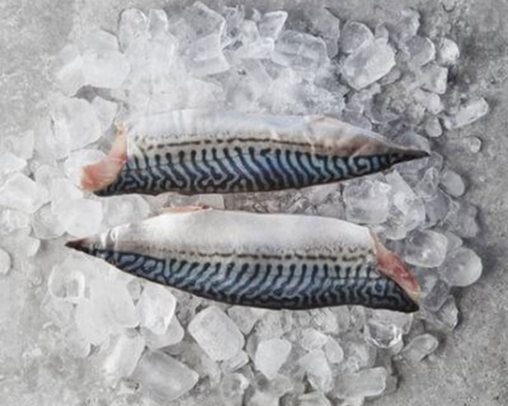 Fish Mackerel Fillet Non Organic