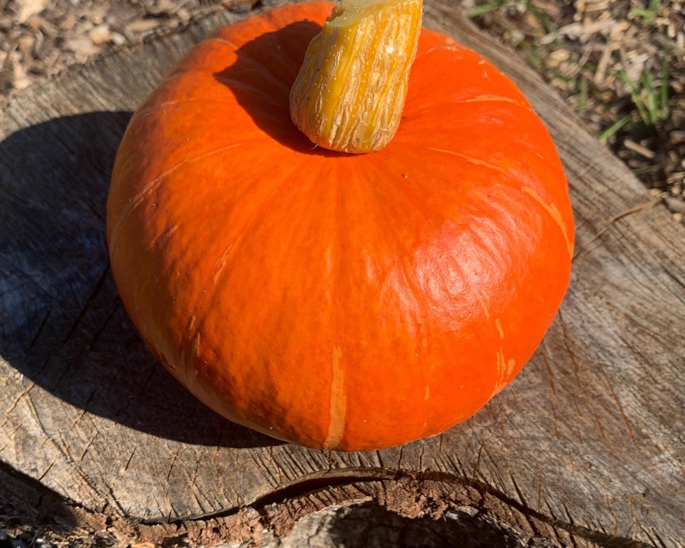 Seasonal Squash (0.8-1.2kg)