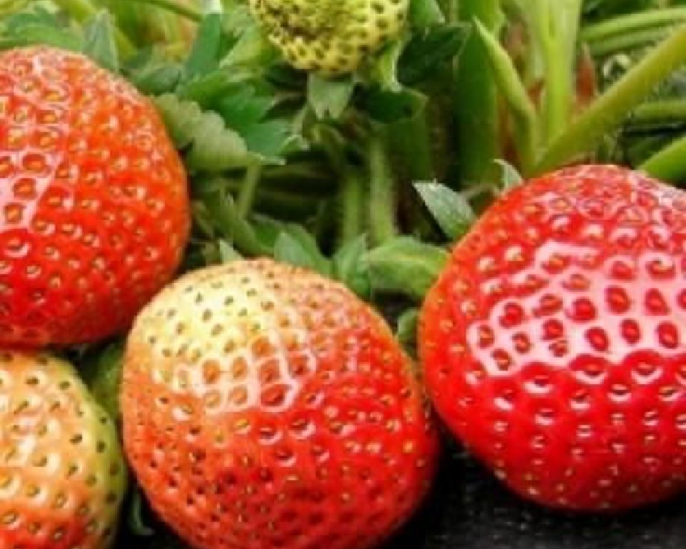 Strawberries - Organic