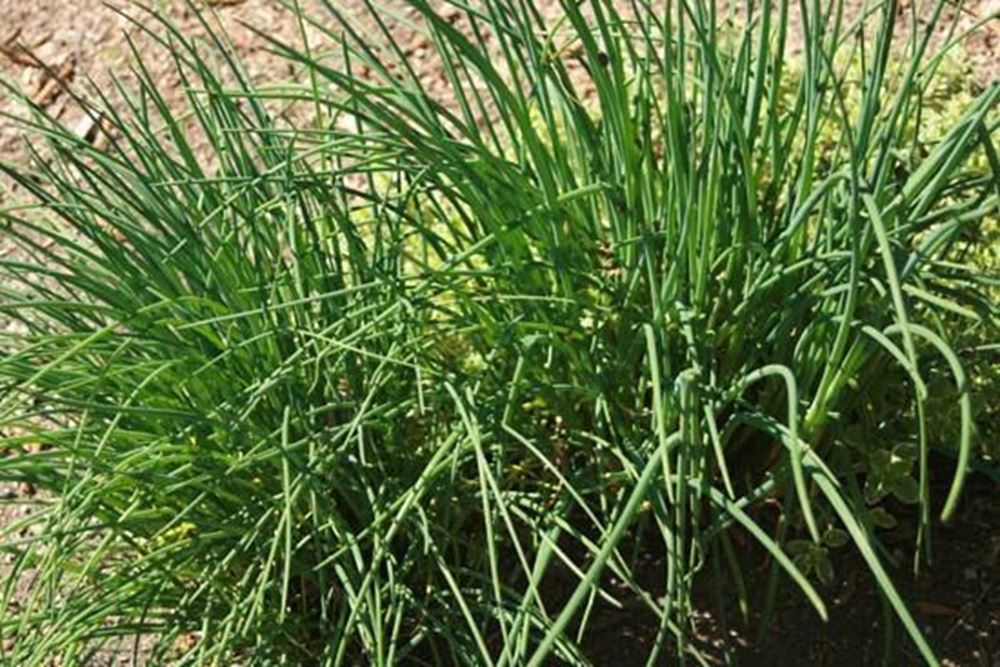 Chives 25g (Own Grown)