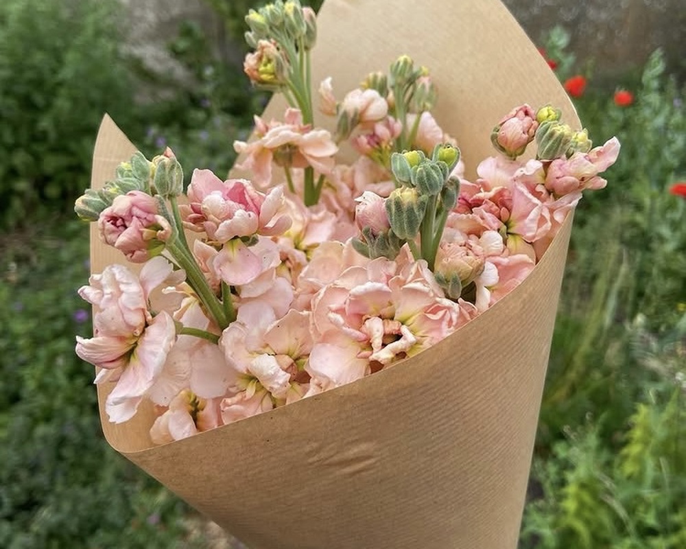 Stocks Posie
