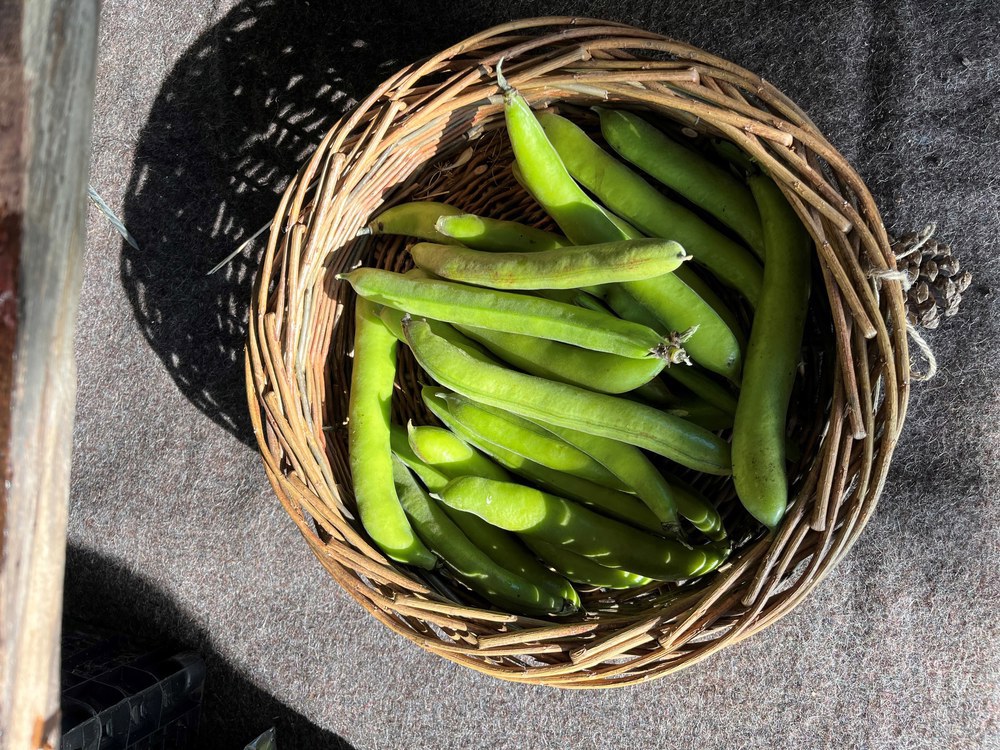 Broad Beans