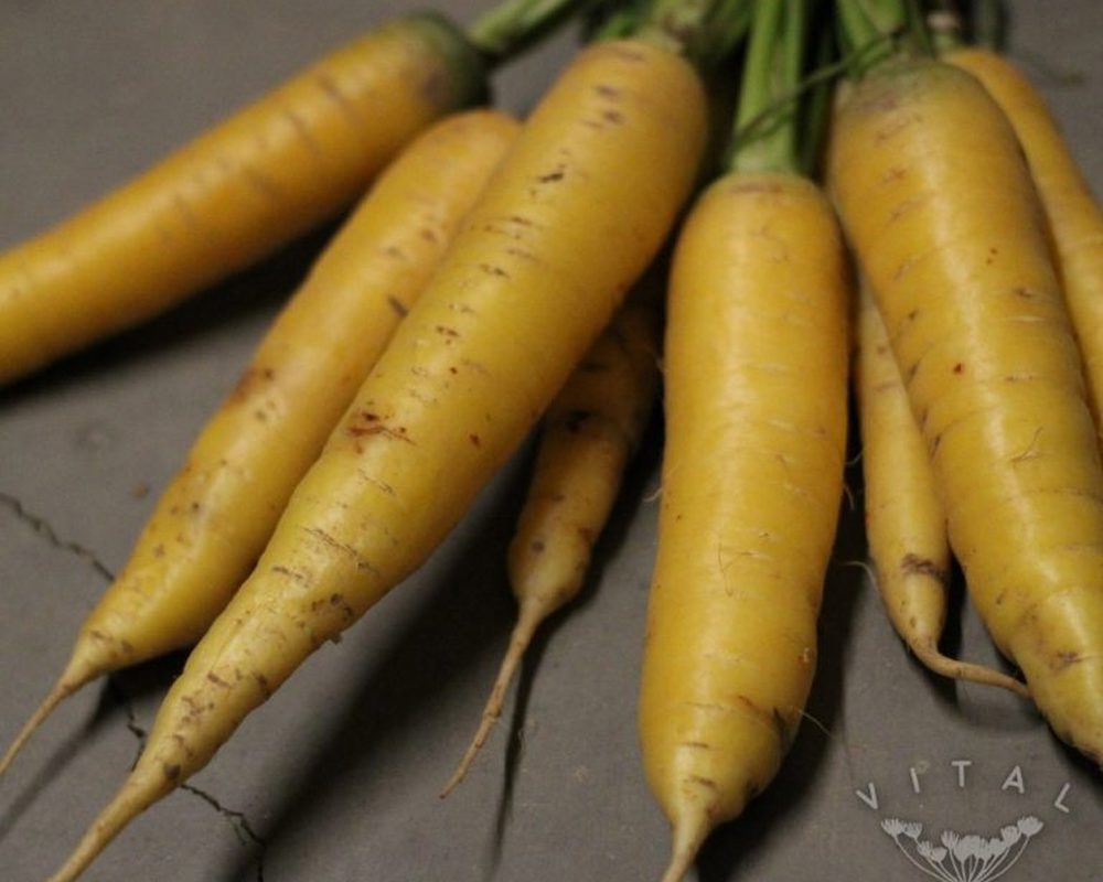 Carrot (Yellowstone)