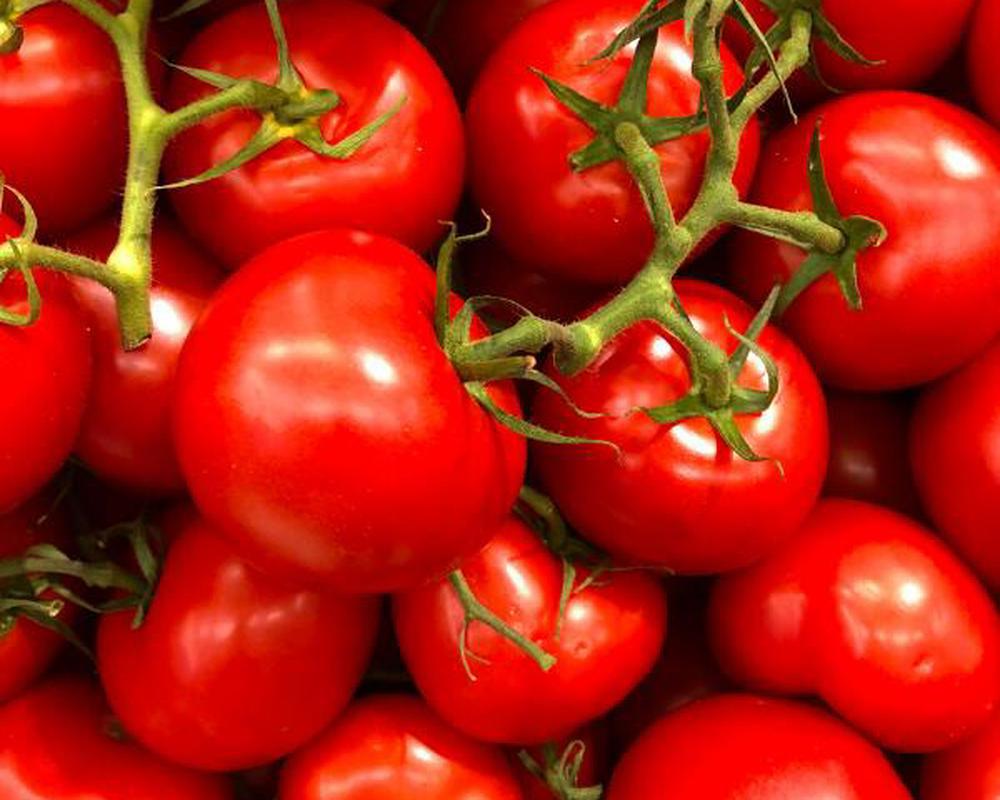 Organic Vine Tomatoes