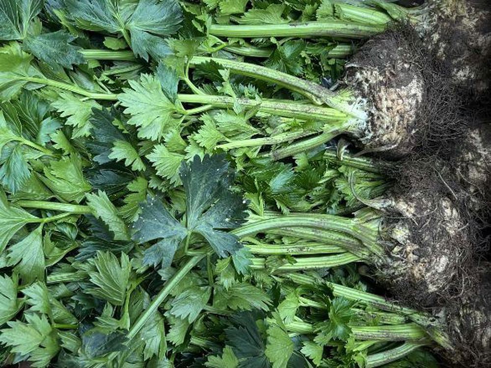 Celeriac - with tops (Devon, UK)