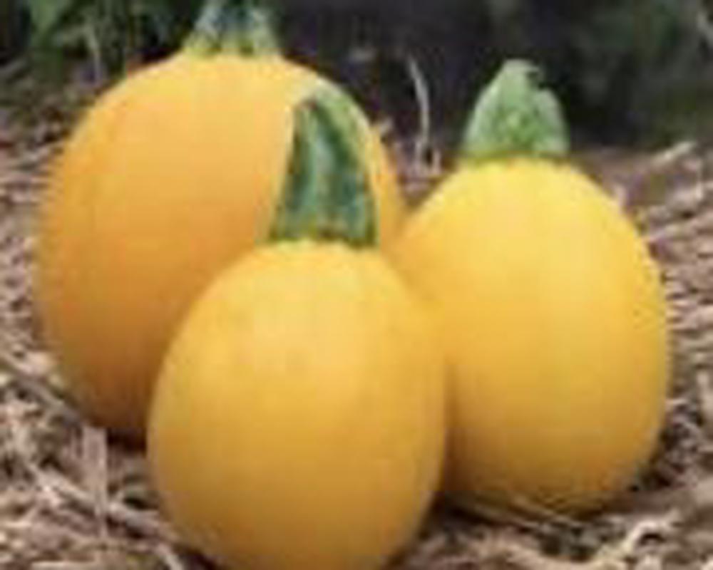 Yellow Courgette 🇬🇧