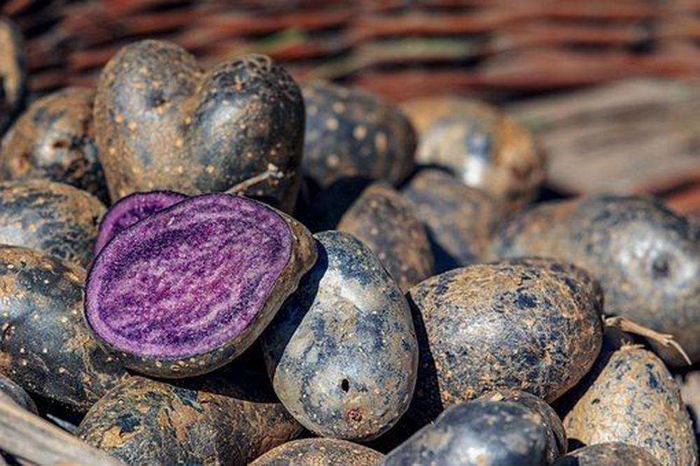 Potatoes - Blue - New Season (Suffolk, UK)