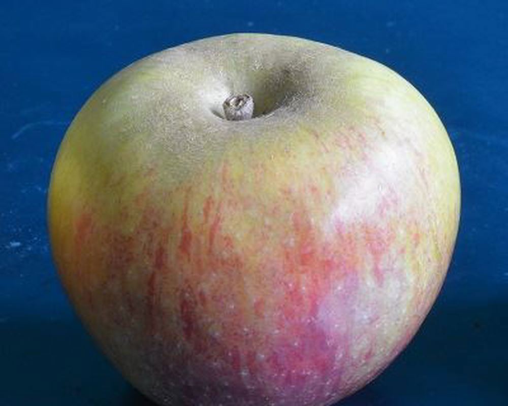 Apple: Early Windsor