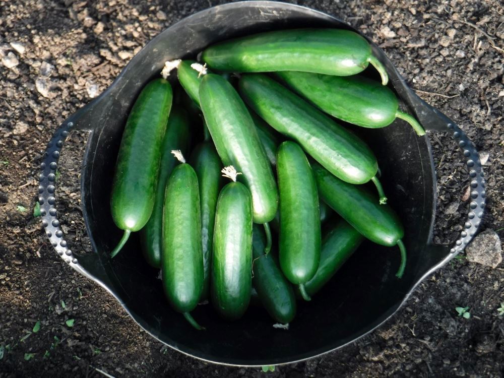 Cucumber