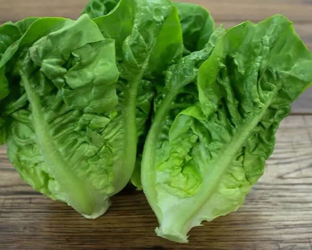 Lettuce - Little Gem EKG